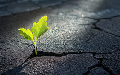 Resilienz aus einer anderen Perspektive